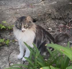 Lost Male Cat last seen Avenida de la Carlota y los alisos blvd, Laguna Hills, CA 92653