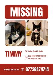 Lost Male Cat last seen Hightown just off Hare park lane, Hightown, England WF15 8DX