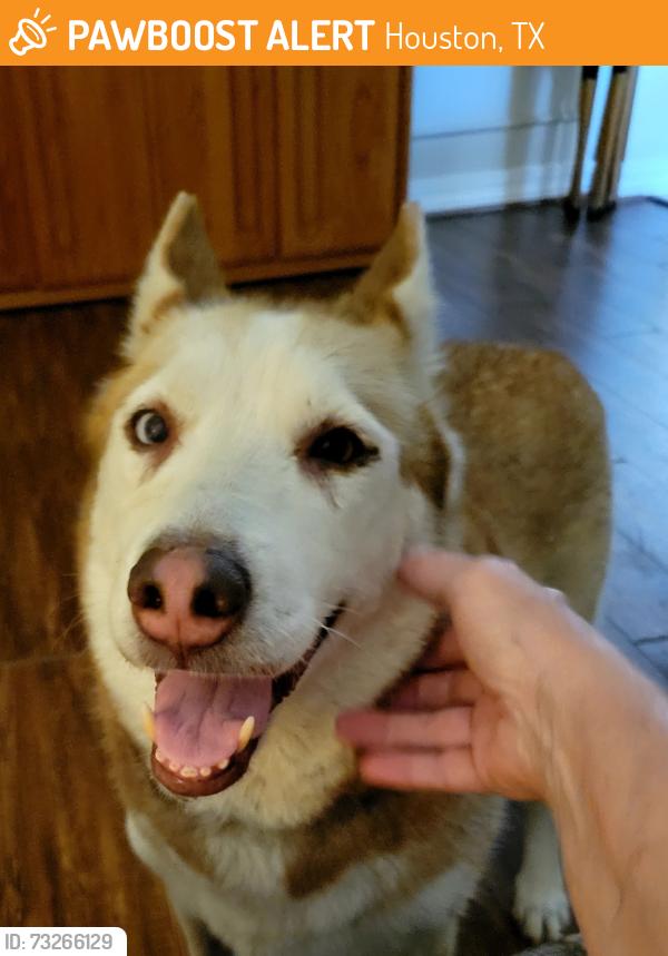 Found/Stray Female Dog last seen Walnut lake at Fallbrook, Houston, TX 77065
