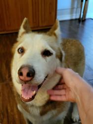 Found/Stray Female Dog last seen Walnut lake at Fallbrook, Houston, TX 77065