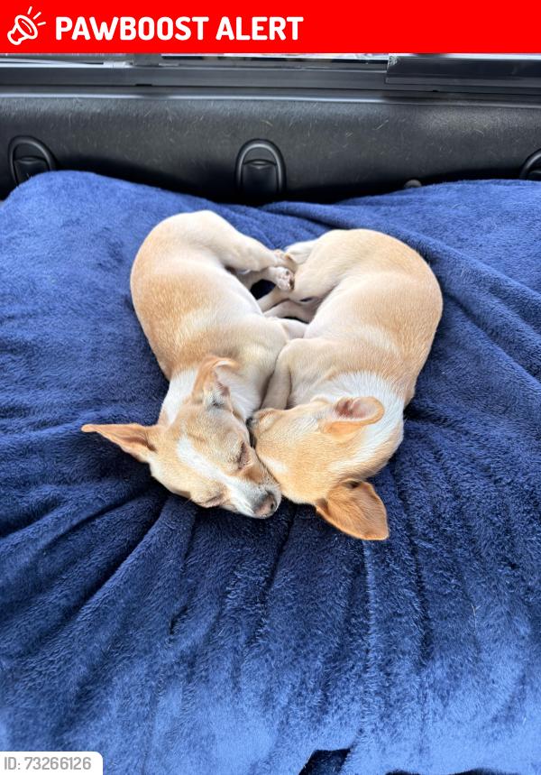 Lost Female Dog last seen Near e costilla ave greenwood village Colorado, Greenwood Village, CO 80112
