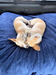 Lost Female Dog last seen Near e costilla ave greenwood village Colorado, Greenwood Village, CO 80112