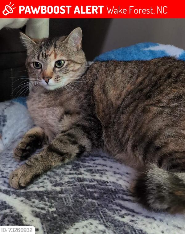 Lost Female Cat last seen Lakefalls and Durham Rd, Wake Forest, NC 27587