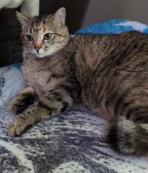 Lost Female Cat last seen Lakefalls and Durham Rd, Wake Forest, NC 27587