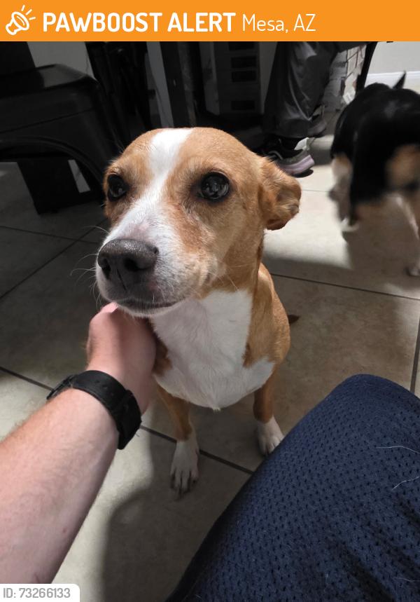 Found/Stray Female Dog last seen Broadway & Extension, Mesa, AZ 85210