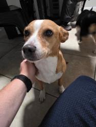 Found/Stray Female Dog last seen Broadway & Extension, Mesa, AZ 85210