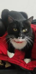 Lost Male Cat last seen Cedars Avenue, Greater London, England E17 9PP