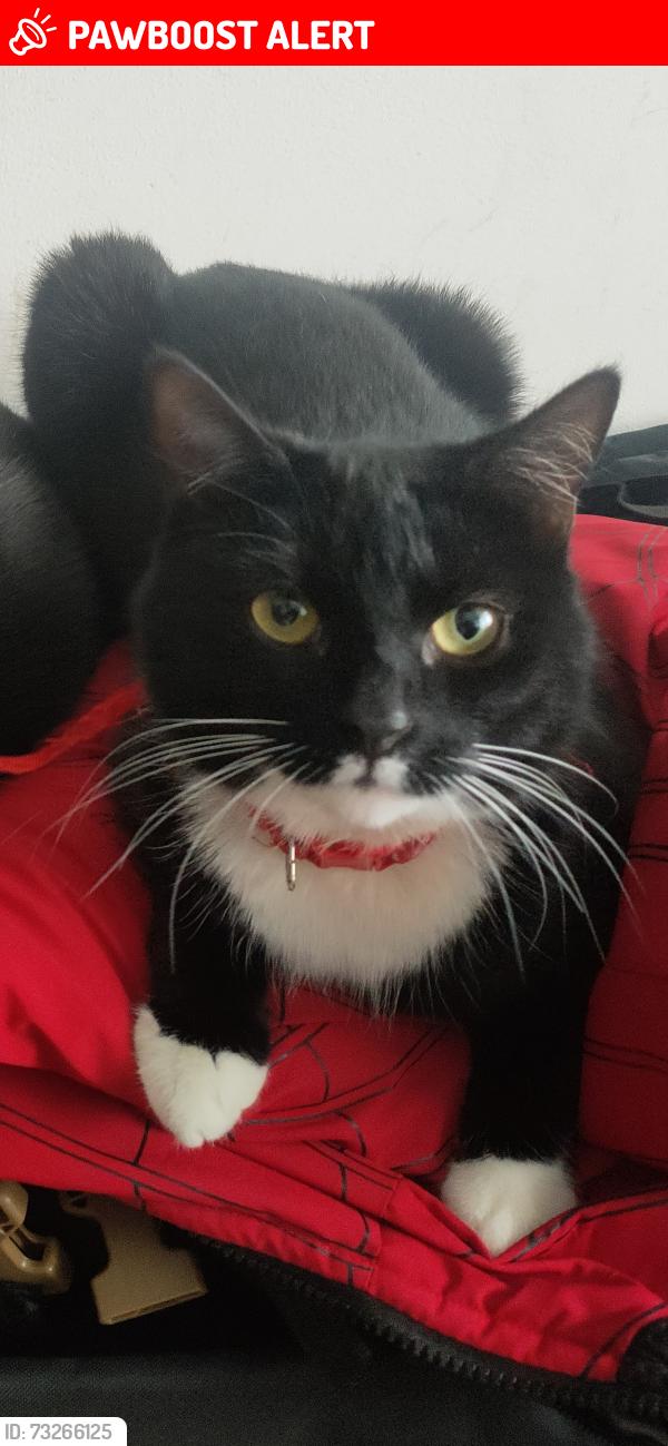 Lost Male Cat last seen Cedars Avenue, Greater London, England E17 9PP