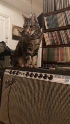 Reunited Male Cat last seen Nostrand and Sterling Street, Brooklyn, NY 11225