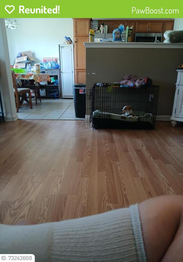 Reunited Male Dog last seen CrossCreek apts, Gates, NY 14624
