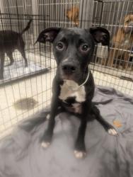 Shelter Stray Male Dog last seen Near Merritts Ave NE, Atlanta, GA, 1251 Fulton Industrial Blvd NW, Atlanta, GA 30336, USA
