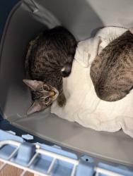 Shelter Stray Female Cat last seen Near Notting Hill Dr. SW, Atlanta, GA, 1251 Fulton Industrial Blvd NW, Atlanta, GA 30336, USA