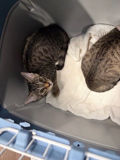 Shelter Stray Female Cat last seen Near Notting Hill Dr. SW, Atlanta, GA, 1251 Fulton Industrial Blvd NW, Atlanta, GA 30336, USA