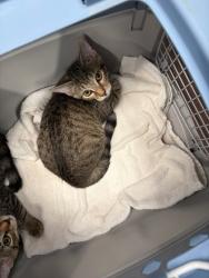 Shelter Stray Male Cat last seen Near Notting Hill Dr. SW, Atlanta, GA, 1251 Fulton Industrial Blvd NW, Atlanta, GA 30336, USA