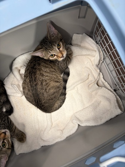 Shelter Stray Male Cat last seen Near Notting Hill Dr. SW, Atlanta, GA, 1251 Fulton Industrial Blvd NW, Atlanta, GA 30336, USA
