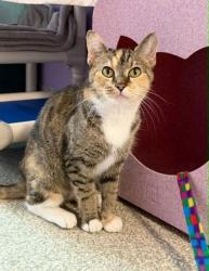 Shelter Stray Female Cat last seen Near Mount Pleasant ave, 21224, MD, 2490 Giles Rd, Baltimore, MD 21225, USA