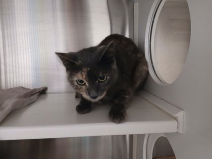 Shelter Stray Female Cat last seen Near N Broadway, Baltimore, MD 21205, 21205, MD, 2490 Giles Rd, Baltimore, MD 21225, USA