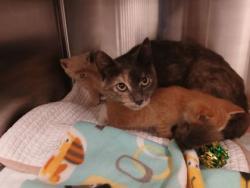 Shelter Stray Female Cat last seen Near N Broadway, Baltimore, MD 21205, 21205, MD, 2490 Giles Rd, Baltimore, MD 21225, USA