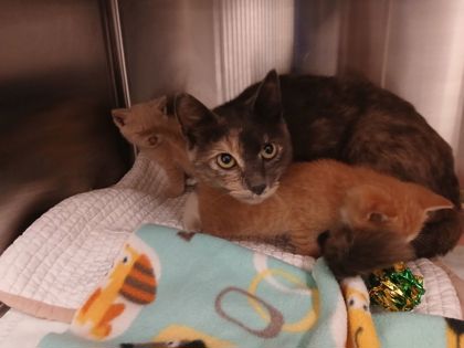 Shelter Stray Female Cat last seen Near N Broadway, Baltimore, MD 21205, 21205, MD, 2490 Giles Rd, Baltimore, MD 21225, USA