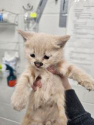 Shelter Stray Male Cat last seen Near N Broadway, Baltimore, MD 21205, 21205, MD, 2490 Giles Rd, Baltimore, MD 21225, USA
