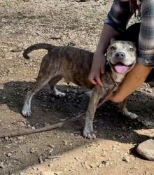 Shelter Stray Male Dog last seen Near Taffeta Trail, 30058, GA, 3280 Chamblee Dunwoody Rd, Chamblee, GA 30341, USA