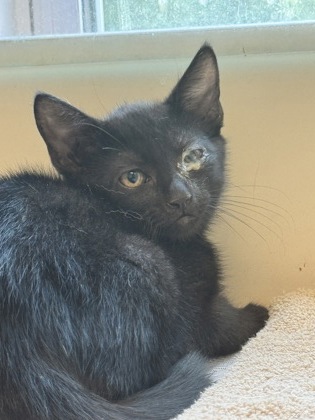 Shelter Stray Unknown Cat last seen Near Clyde Drive, Chamblee, GA, 30341, 30341, GA, 3280 Chamblee Dunwoody Rd, Chamblee, GA 30341, USA