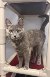 Shelter Stray Female Cat last seen Catfish Lake Road, Craven County: undefined, NC, 1639 Old Airport Rd, New Bern, NC 28562, USA