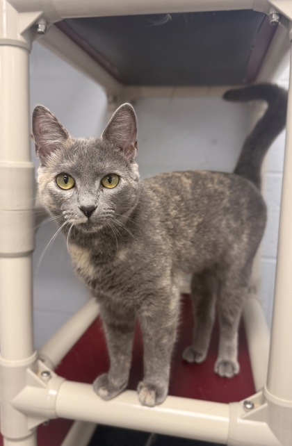 Shelter Stray Female Cat last seen Catfish Lake Road, Craven County: undefined, NC, 1639 Old Airport Rd, New Bern, NC 28562, USA