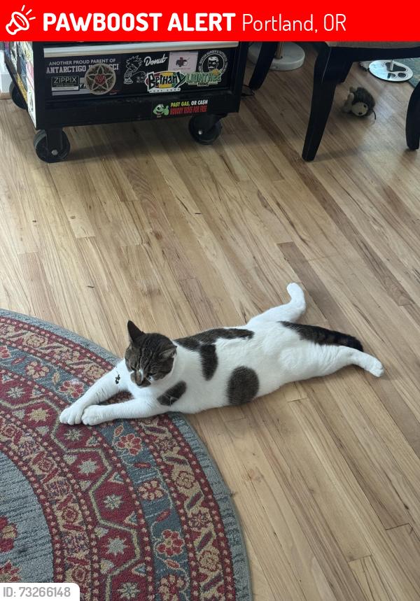 Lost Female Cat last seen 52nd avenue, Portland, OR 97206