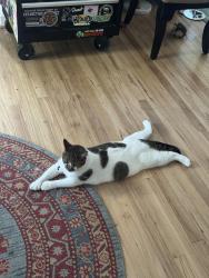 Lost Female Cat last seen 52nd avenue, Portland, OR 97206