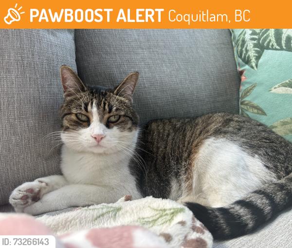 Found/Stray Unknown Cat last seen Maple Creek Middle School, Coquitlam, BC 