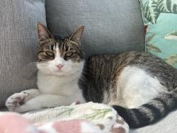 Found/Stray Unknown Cat last seen Maple Creek Middle School, Coquitlam, BC 