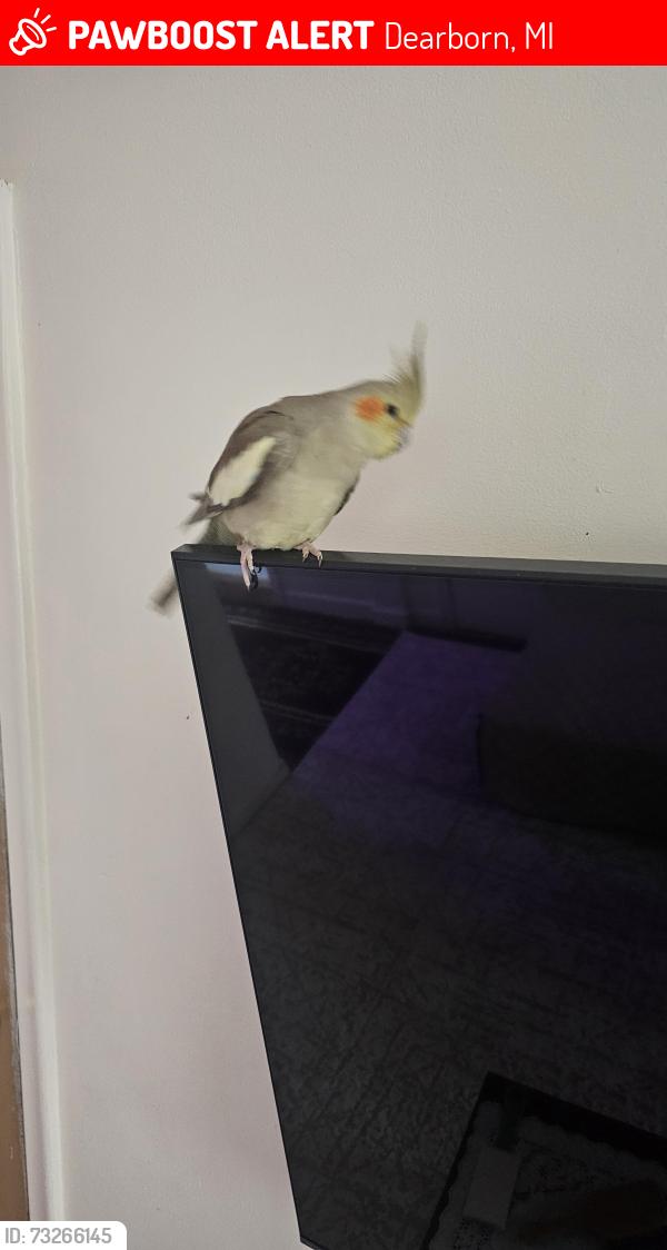 Lost Female Bird last seen Schaefer and Michigan ave, Dearborn, MI 48126