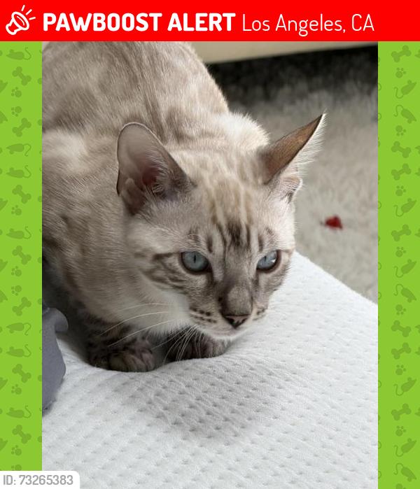 Lost Male Cat last seen Near Pacific View Dr, Hollywood Hills, Los Angeles, CA 90068