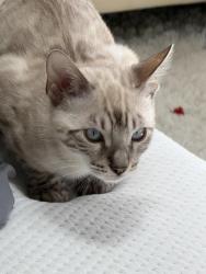 Lost Male Cat last seen Near Pacific View Dr, Hollywood Hills, Los Angeles, CA 90068