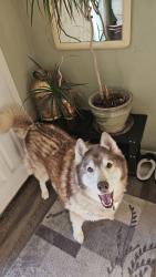Reunited Female Dog last seen Thoreau Elementary School, Kirkland, WA 98034