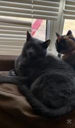Reunited Male Cat last seen Near 26th Street West, Bradenton, FL 34207
