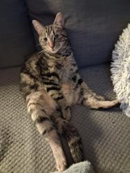Lost Male Cat last seen Balne Ln., West Yorkshire, England WF2 0ED