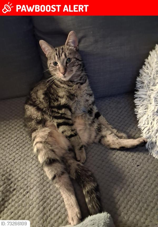 Lost Male Cat last seen Balne Ln., West Yorkshire, England WF2 0ED