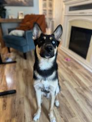 Lost Male Dog last seen Sweet chestnut ln, Spring tx, Spring, TX 77373