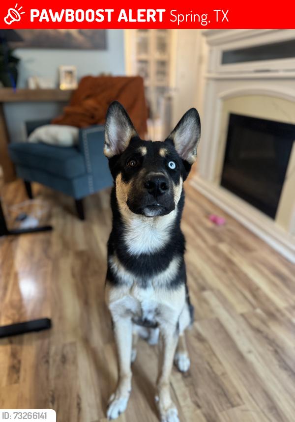 Lost Male Dog last seen Sweet chestnut ln, Spring tx, Spring, TX 77373