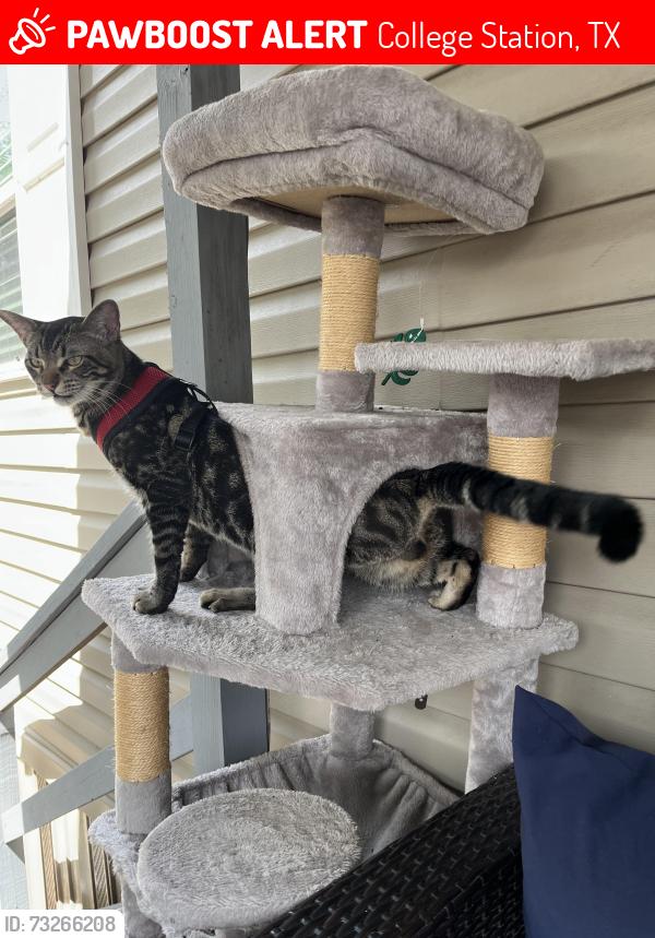 Lost Male Cat last seen Oak forest mobile home park, College Station, TX 77840