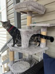 Lost Male Cat last seen Oak forest mobile home park, College Station, TX 77840