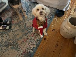Lost Male Dog last seen Strawberry rd, Pasadena, TX 77502