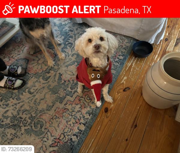 Lost Male Dog last seen Strawberry rd, Pasadena, TX 77502