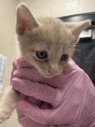Shelter Stray Male Cat last seen Near Calle Tortuosa, San Diego, CA, 92139, El Cajon, CA 92020, USA