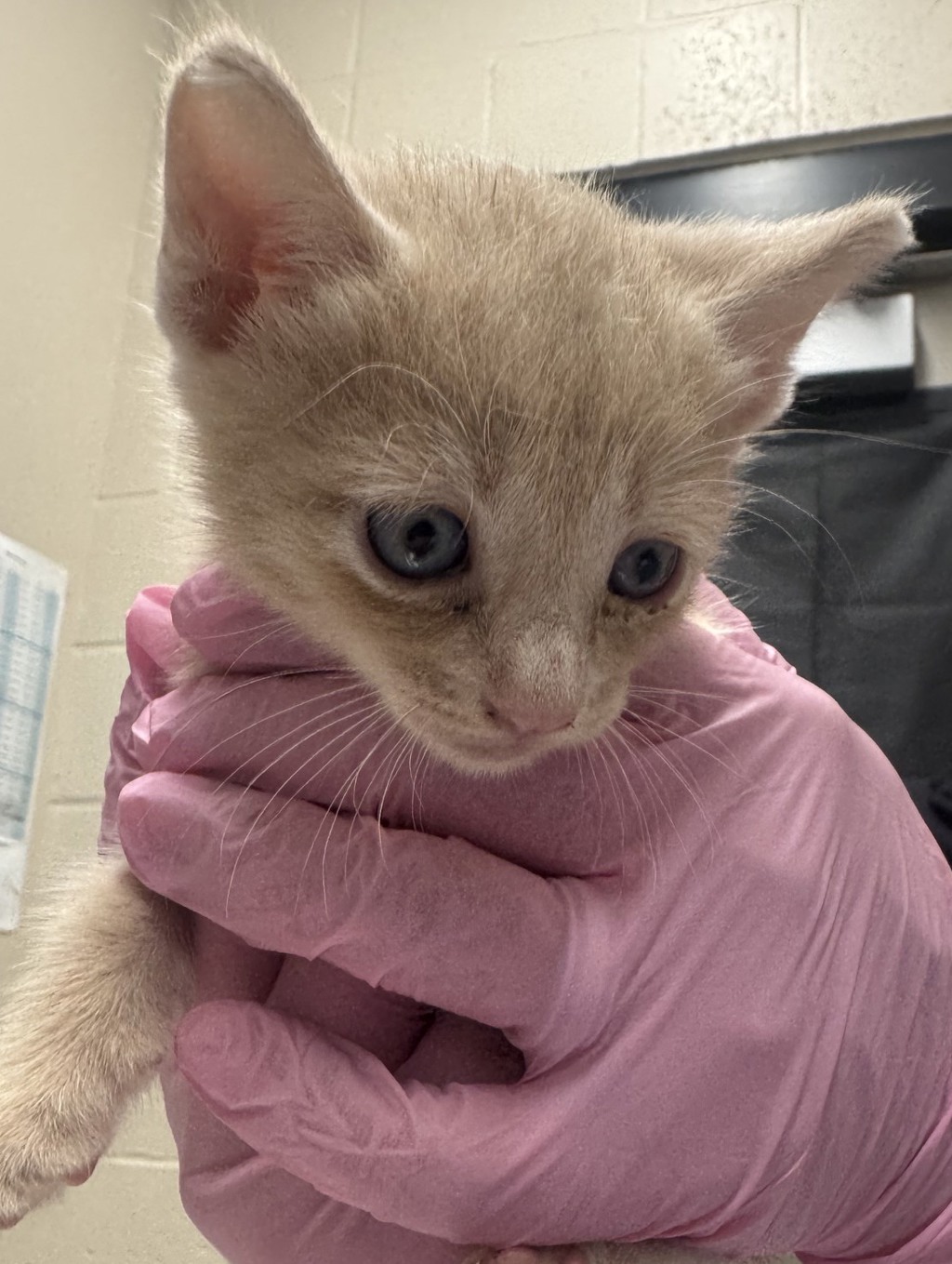 Shelter Stray Male Cat last seen Near Calle Tortuosa, San Diego, CA, 92139, El Cajon, CA 92020, USA
