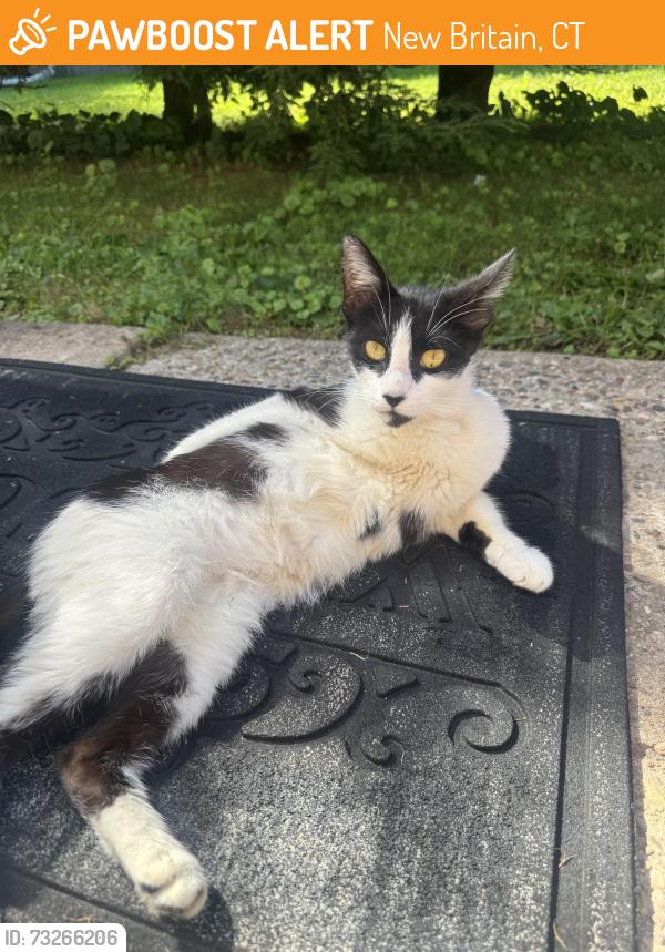 Found/Stray Unknown Cat last seen On Wooster Street, New Britain, CT 06052
