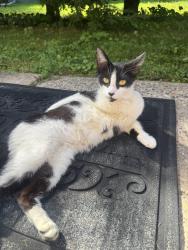Found/Stray Unknown Cat last seen On Wooster Street, New Britain, CT 06052