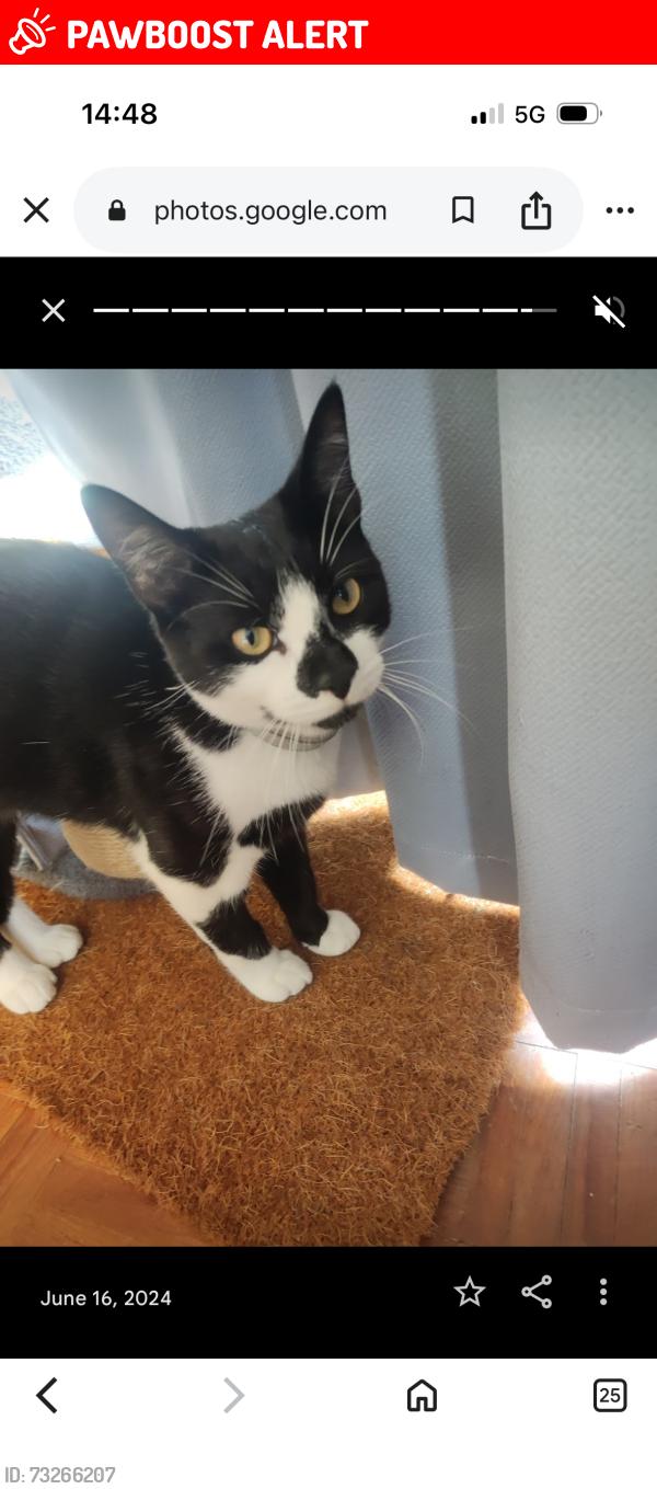 Lost Male Cat last seen Near Tandridge drive, Greater London, England BR6 8DA